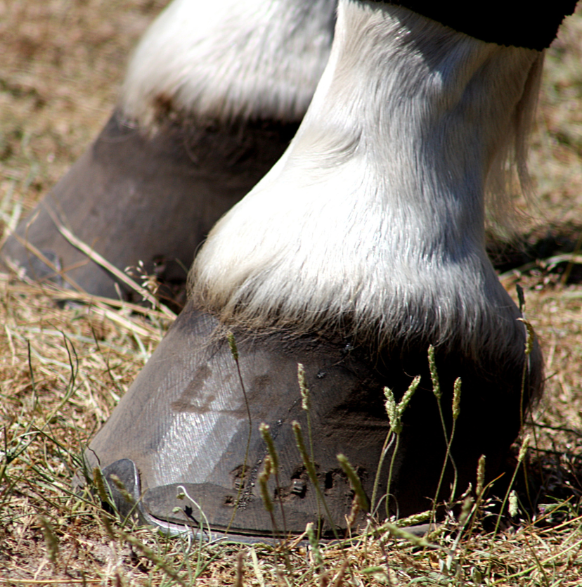 Longitudinal hoof radiograph comparison